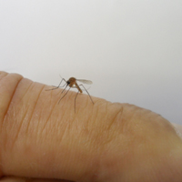 Philadelphia Personal Injury Lawyers: Summer Safety Alert: Local Mosquitoes Have Tested Positive for West Nile Virus